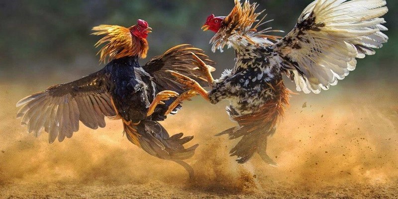 Anh em cần phải thực hiện đúng kỹ thuật đá gà để giành được thắng lợi
