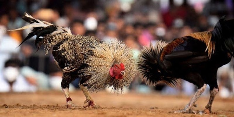 Chọn gà đá là yếu tố then chốt để giành chiến thắng trong trận đá gà trực tiếp