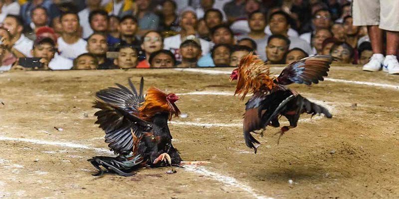 Đá gà trực tiếp là hình thức cá cược vào chú gà mà tin có khả năng chiến thắng